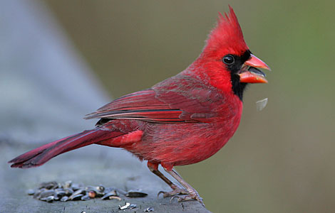 Teaching About The Cardinals In The Pit: Post 211 - Every Good Morning